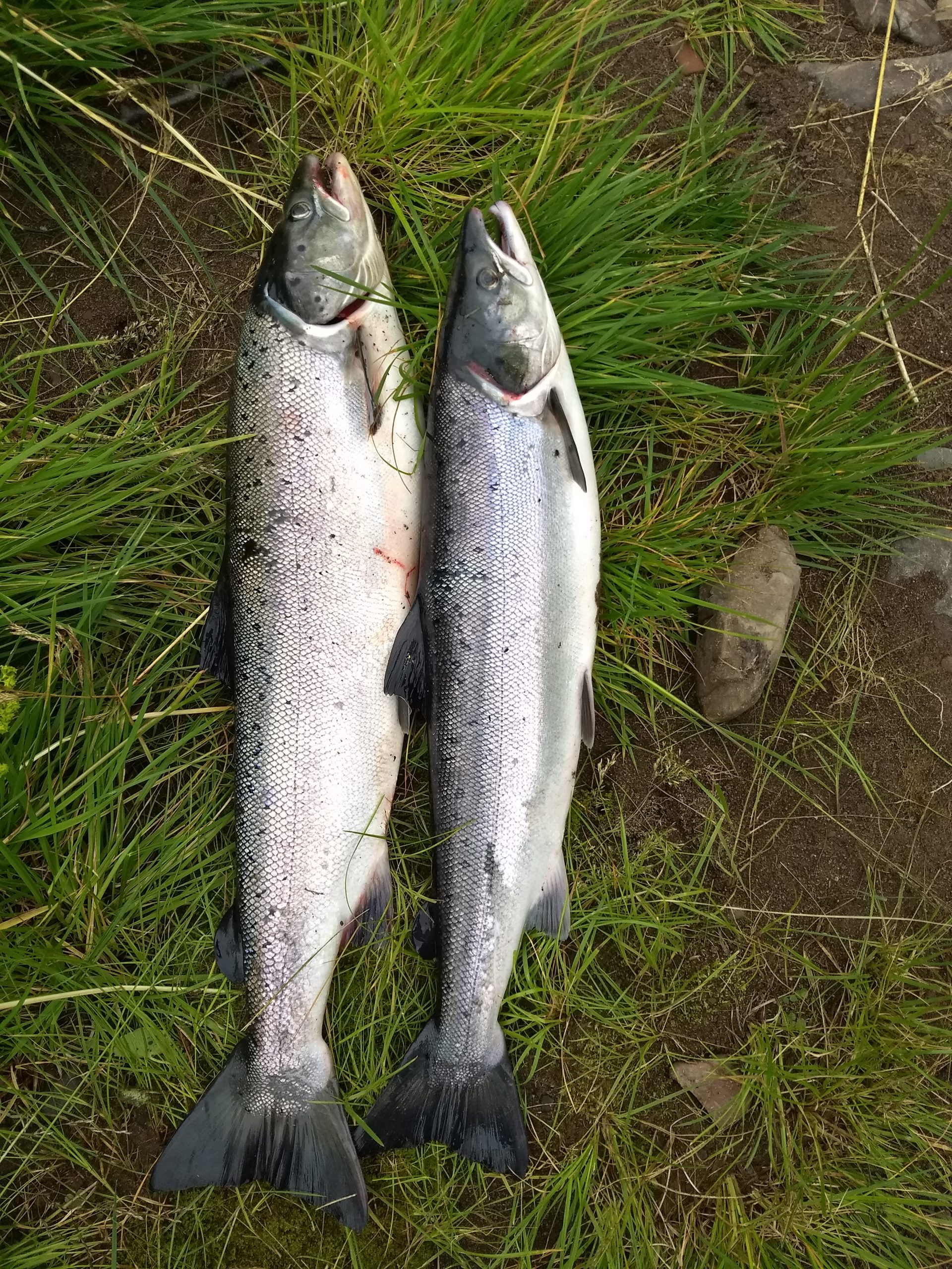 Laksefangst fra Jakobselva